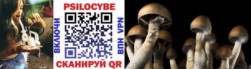 Псилоцибиновые грибы Psilocybe Дальнегорск